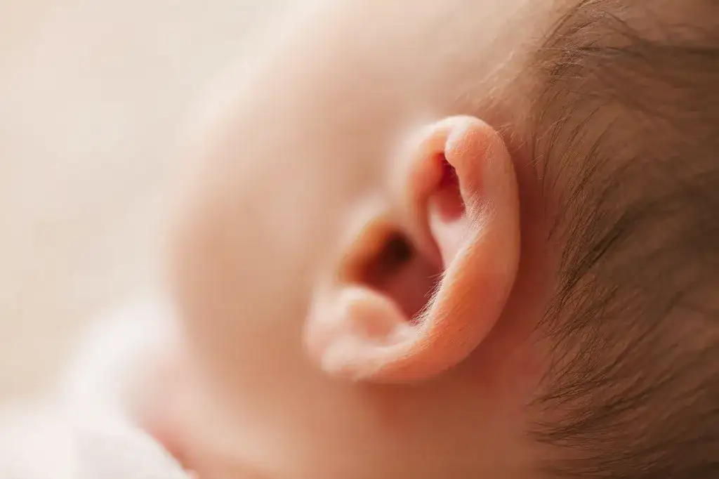 Kulak Estetiğinin Eser Sözleşmesi Kapsamında Olduğu